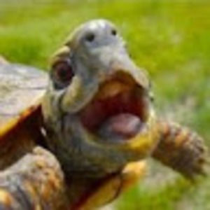 Meet your Posher, Erindunigan2